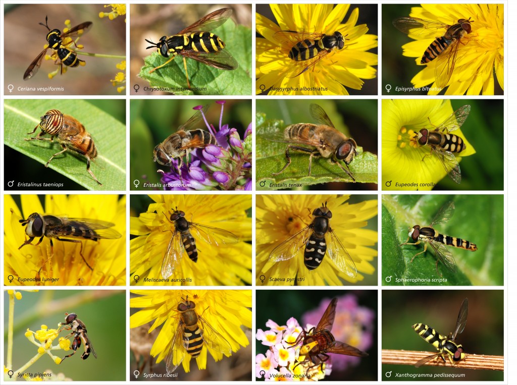 Syrphidae_poster