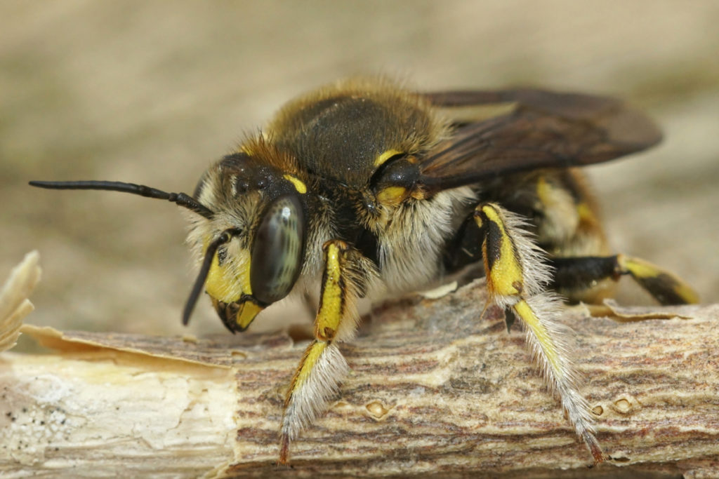 Male Anthidium manicatum are beautiful bees, just a bit aggressive.