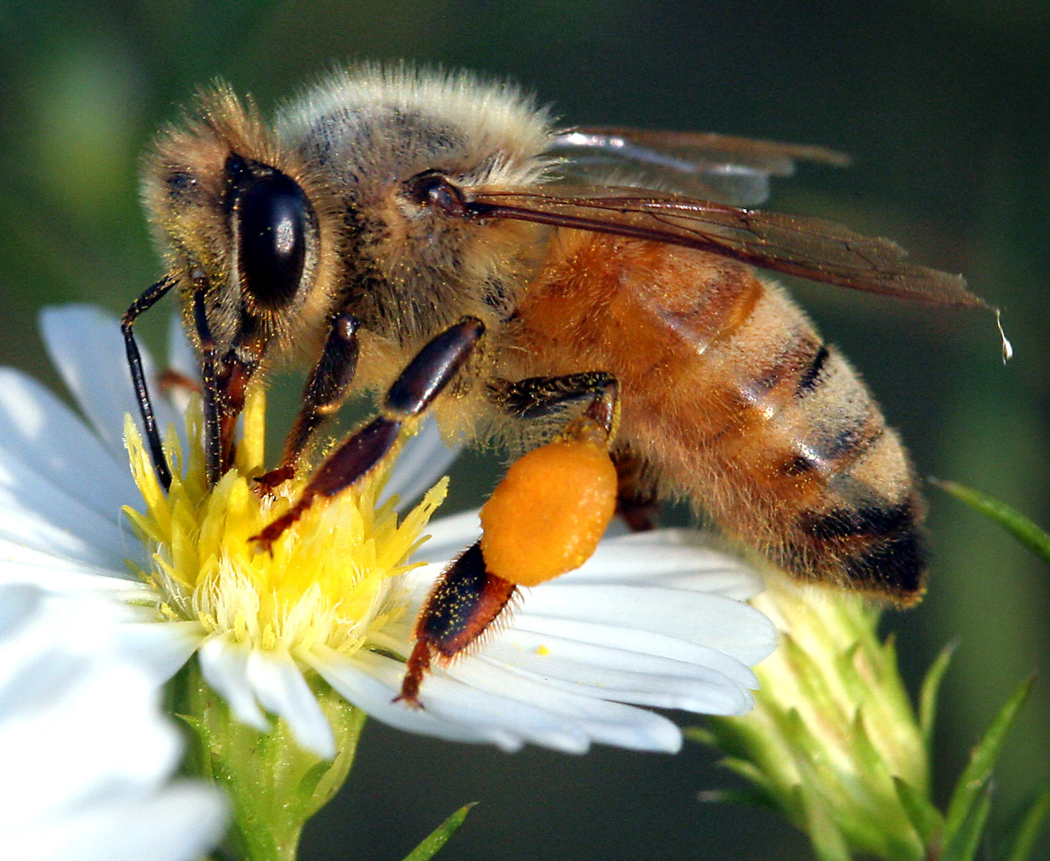 Now speak the truth: is honey actually poop or vomit? - Honey Bee Suite