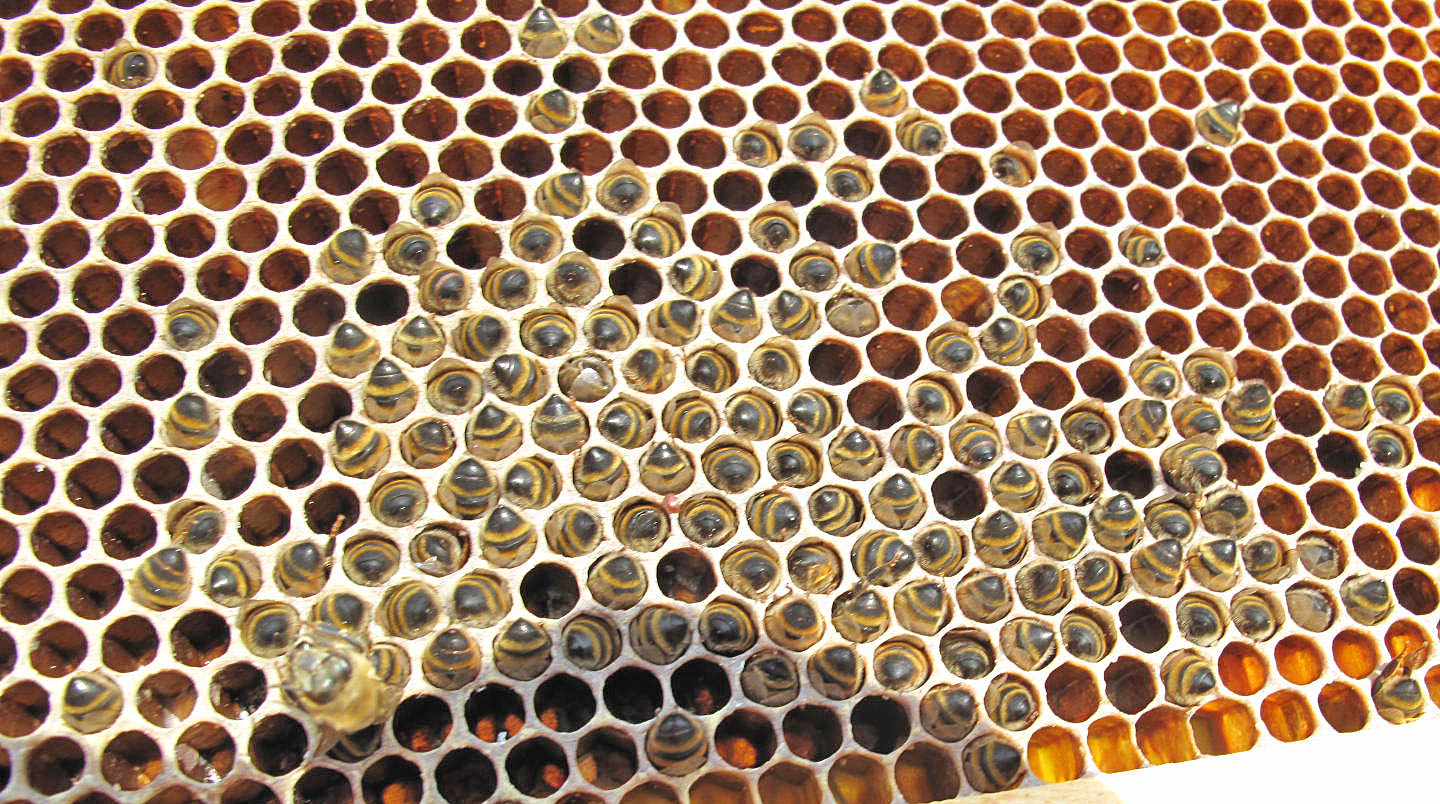 A cluster of dead bees head-down in empty brood comb.