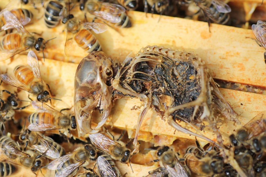 My bees have mice now, but in 2011 they killed a mouse and left nothing but a skeleton.