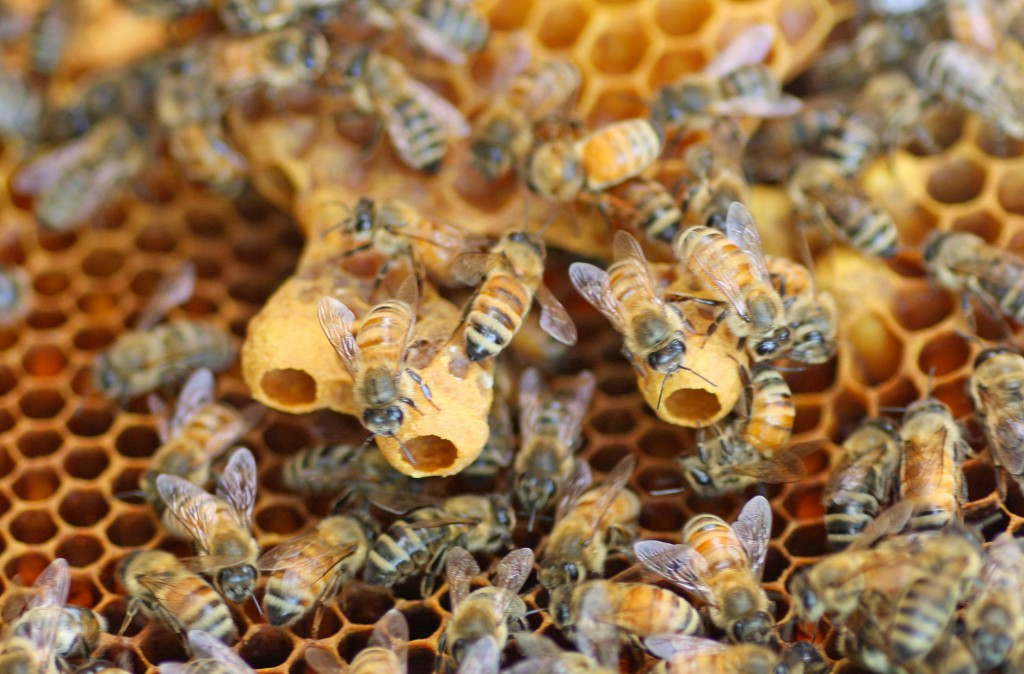 Swarm cells