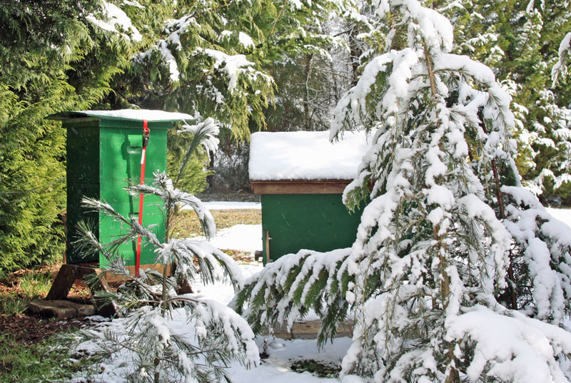A final sting. Two hives lightly dusted with snow, a green Langstroth hive and a green top-bar hive.