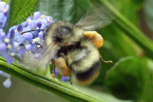 Bumble-bee-mixed-pollen