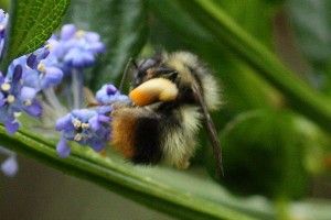 Bumble-bee-with-mixed-polle