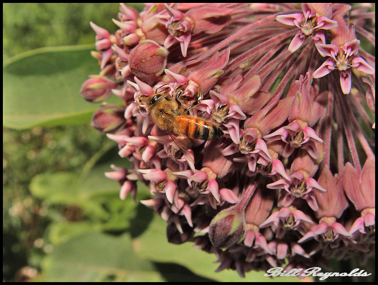 Honey bee on milkweed flower. Photo by Bill Reynolds.