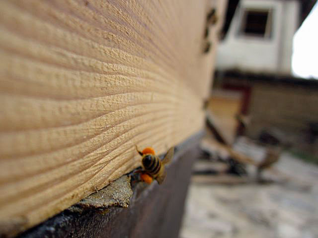 An early forager, pollen baskets full.