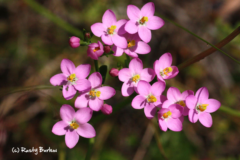 European centaury blooming in July.