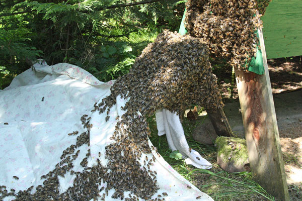 Bees-crawling-up-sheet