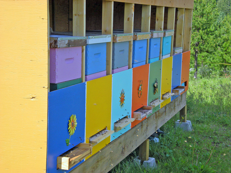 The colorful bee coop is attractive to bees as well as humans.