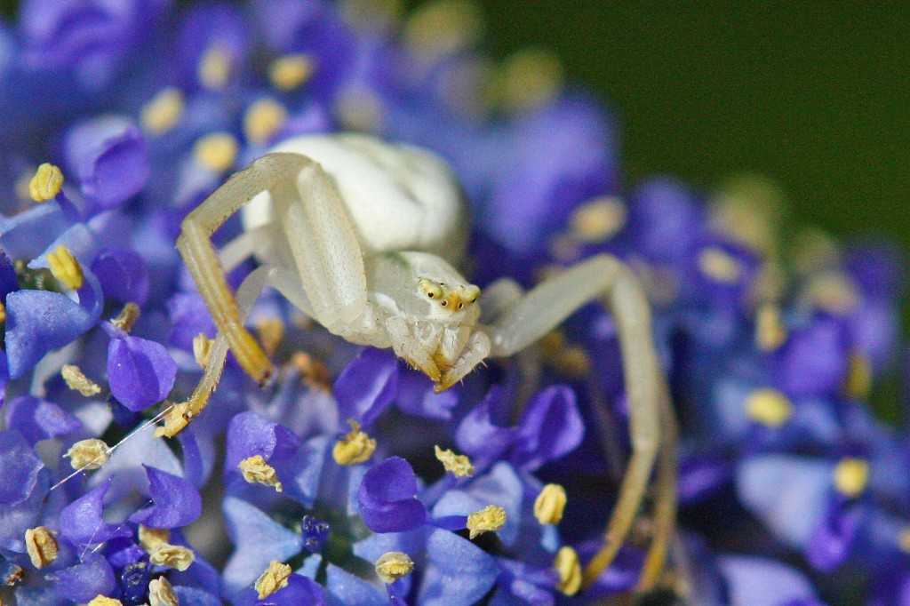 Crab-spider-white