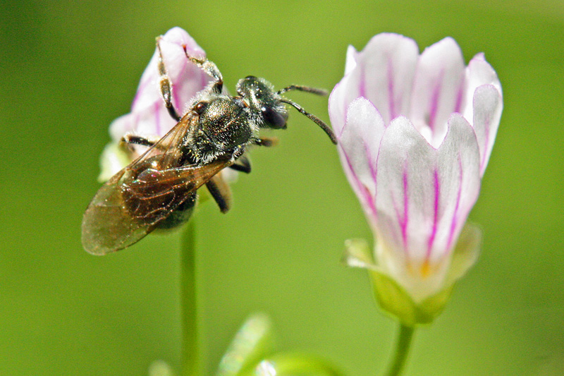 Lasioglossum-on-Claytonia