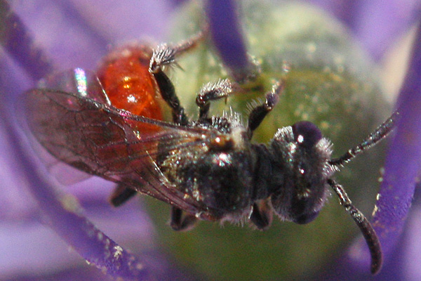 Unknown-bee-or-wasp