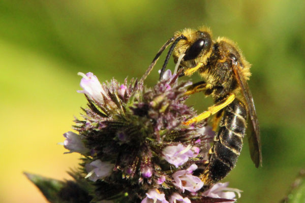 Halictus-rubicundus male