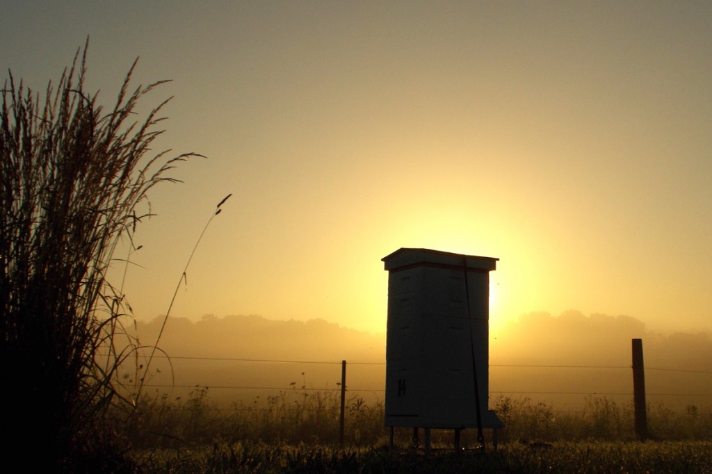 Fall-in-the-apiary