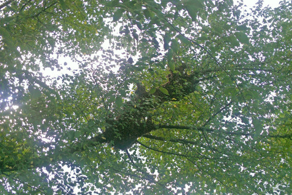 Joan-Johnson-September-swarm