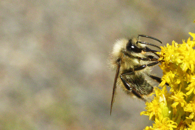 Bumble-bee-on-goldenrod-648