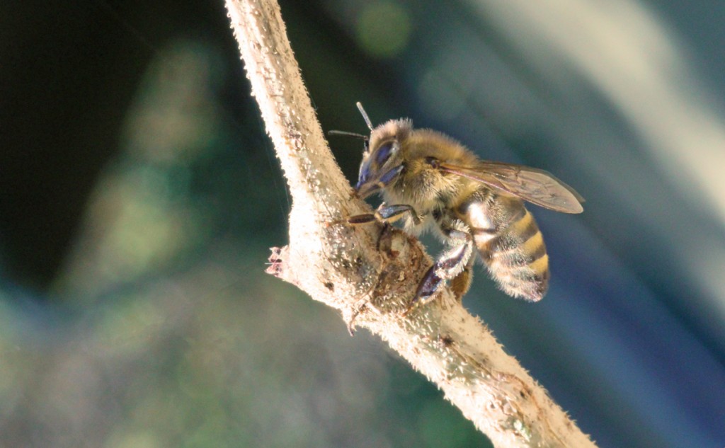 Honey-bee-on-elder-stem-2