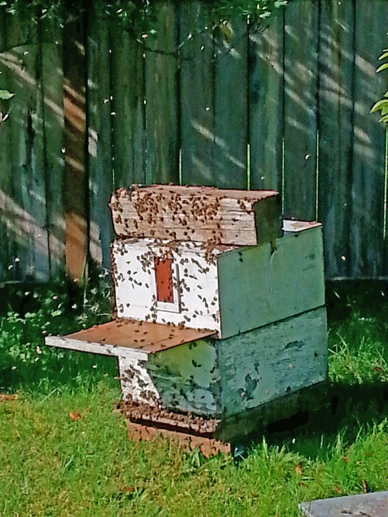 beehome