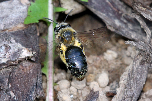 Andrena-in-flight