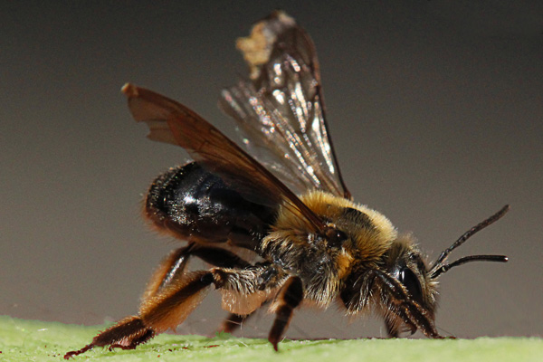 Andrena-with-worn-wings