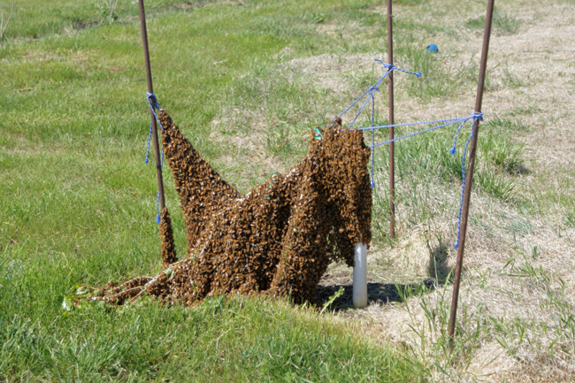 Swarm-1-Jerry-Owens