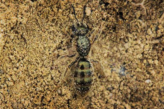 Even though this bee is covered in dirt, you can still see my reflection in every segment of her shiny abdomen. © Rusty Burlew.