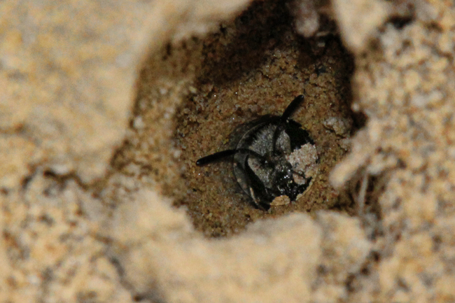Someone peeking at the peeker. © Rusty Burlew.