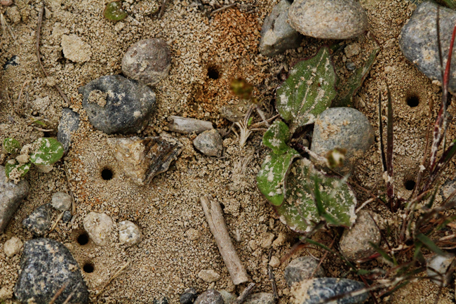 Perfect little entrance holes leading to bee tunnels. © Rusty Burlew.