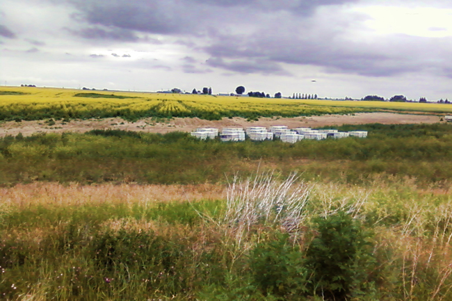 Canola-pollination-3-Rhodes
