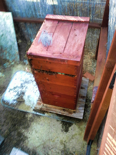 Scott-Mathews-robbing-bees-2
