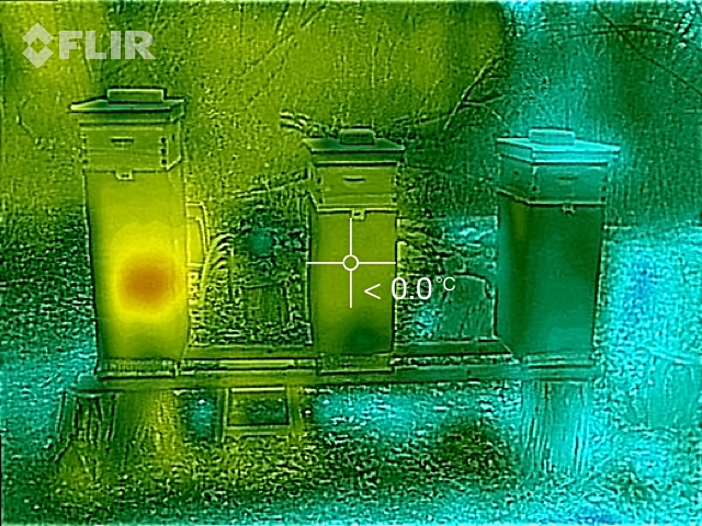 Thermal image 1 Odonnell