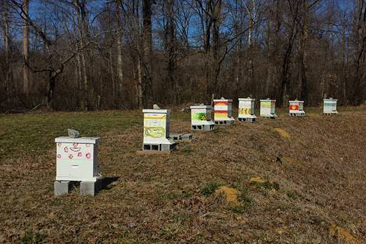 Robertson-apiary-524