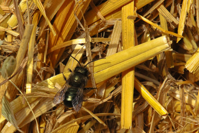 Osmia-lignaria-male Osmia-lignaria-male