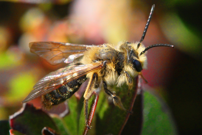 Andrena-Mima-Mounds-2
