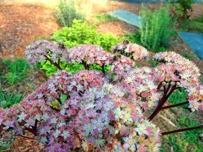 Autumn-Joy-sedum-Marc-Balboa-3