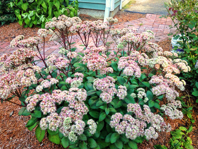 Autumn-Joy-sedum-Marc-Balboa-4