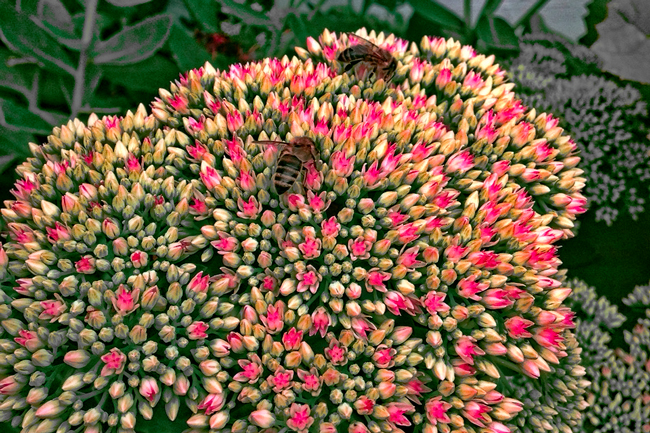 Honey-bee-on-Autumn-Joy-sedum-Marc-Balboa-2c
