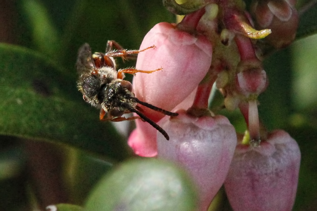 Nomada-Mima-Mounds-3