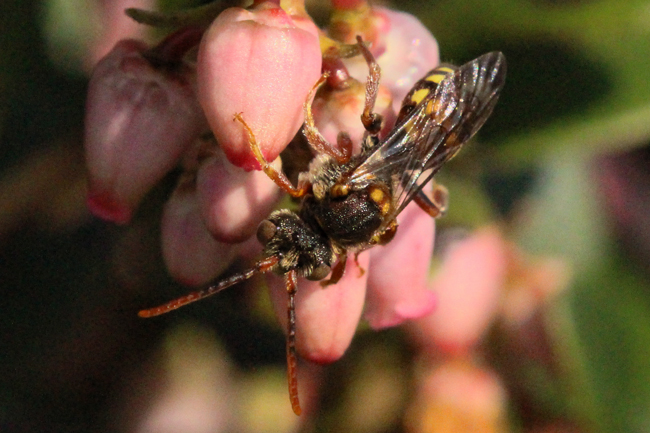 Nomada-Mima-Mounds-4