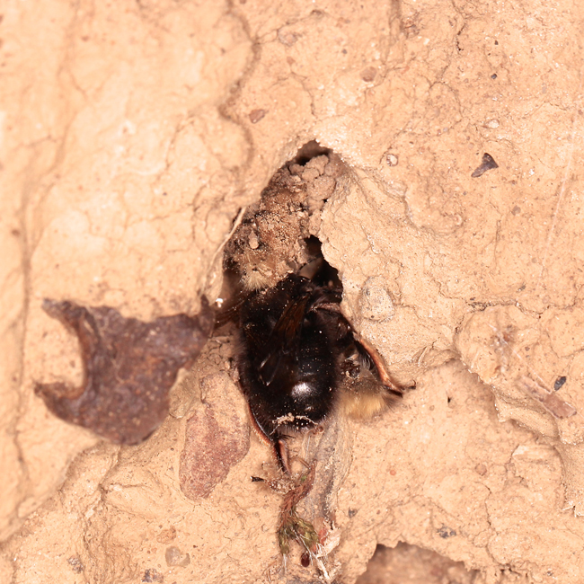Anthophora-plumipes-3-Christopher-Wren