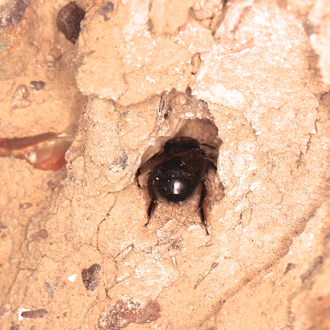 Anthophora-plumipes-Christopher-Wren