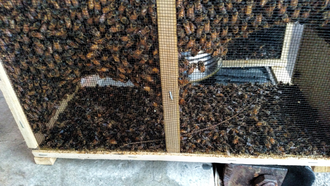 Bee-package-Charles-R
