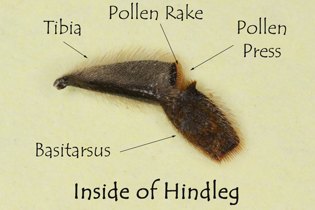 Inside-of-hindleg