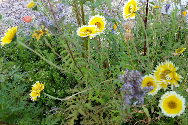 Jesslyn-Howgate-yellow-bee-flowers