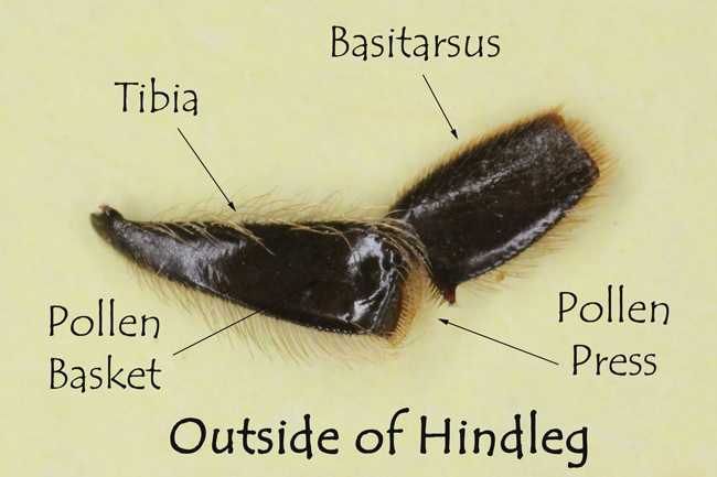 Outside-of-hindleg