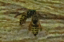 Aerial-yellowjackets-outside-of-nest