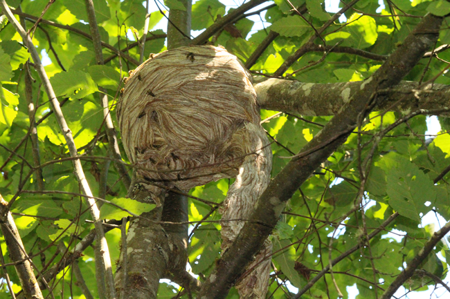 Aerial-yellowjacket nest with wasps aplenty