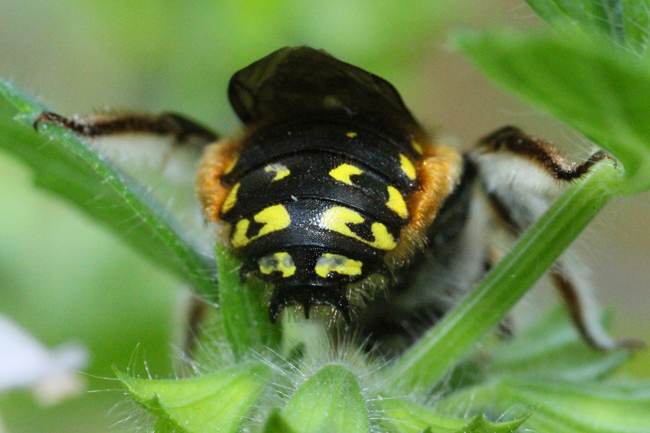 These bees have spines for attacking intruders and gold fringe along the abdomen. © Rusty Burlew.