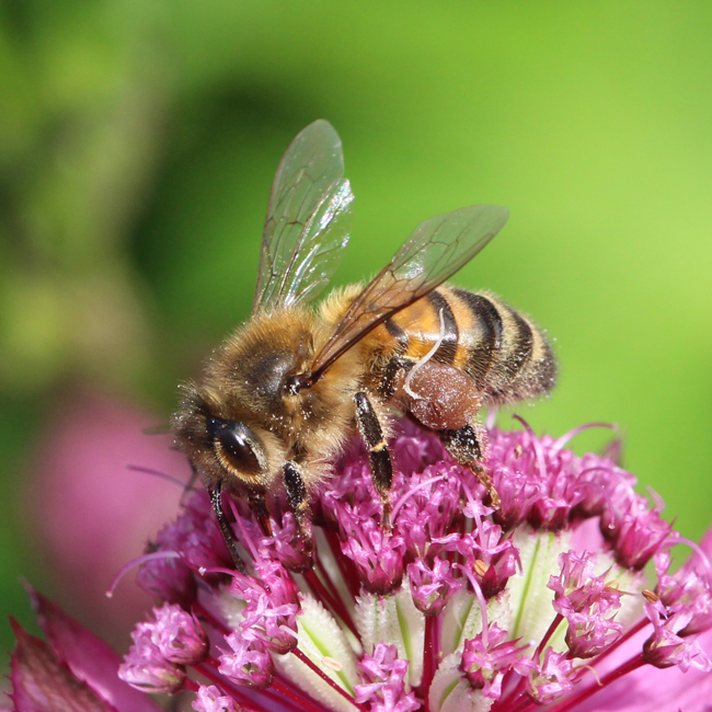 Bee-with-stamen-Christopher-Wren-650px